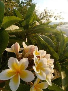 some white and yellow flowers are in the sun