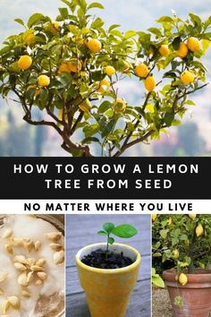 how to grow a lemon tree from seed, no matter where you live in it