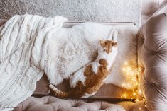 a cat laying on top of a couch next to a blanket and christmas lights in the background