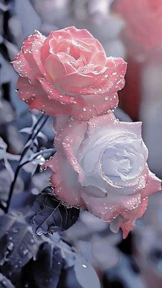 two pink roses with water droplets on them