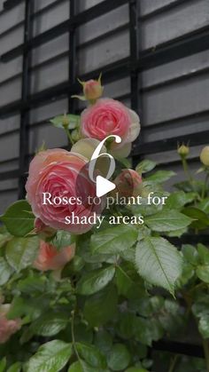 roses to plant for shady areas in front of a black building with the words roses to plant for shady areas on it