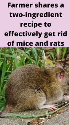 a brown rat sitting on top of a sidewalk next to green plants and grass with the caption, farmer shares a two - ingredient recipe to effectively get rid of mice and rats