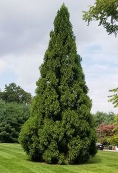 a very tall tree sitting in the middle of a lush green field