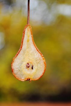 a half eaten apple hanging from a tree