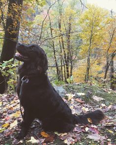 a large black dog sitting on top of a pile of leaves next to trees and fallen leaves