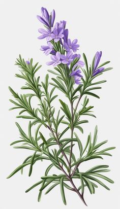 an illustration of purple flowers with green leaves