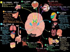 the human brain and its major functions are shown in this diagram, with labels on each side