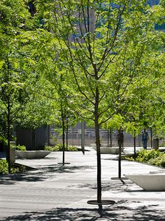 a park with benches and trees in the middle