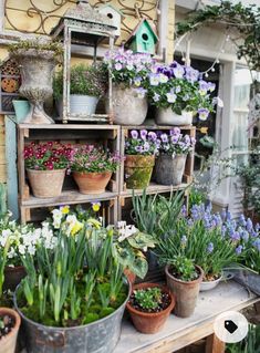 many potted plants are sitting on a shelf outside the house and some flowers are in pots