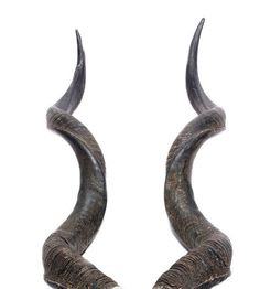 two long horn horns are shown against a white background