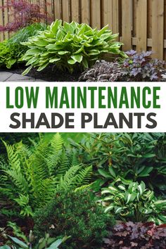 the words low maintenance shade plants are in front of a wooden fence and some bushes