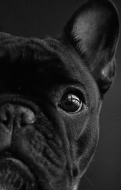 a black and white photo of a dog's face looking up at the camera