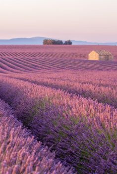 lavender fields with a small house in the distance