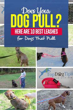 Does Your Dog Pull? Here are 10 Best Leashes for Dogs That Pull Dog Tips, Be Dangerous