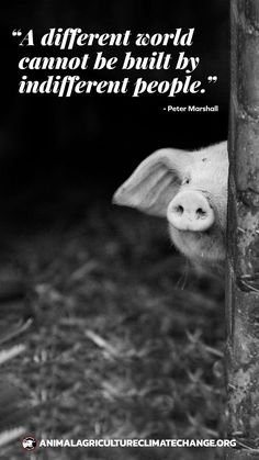 a pig peeking out from behind a pole