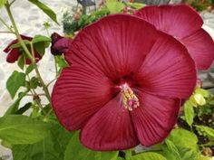 two red flowers with green leaves in the background