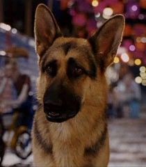 a german shepard dog looking at the camera with blurry lights in the back ground