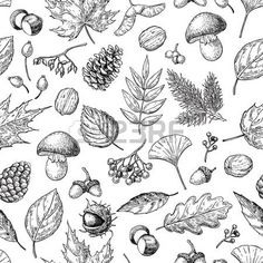 an ink drawing of leaves, acorns and other things on a white background