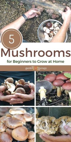 mushrooms are growing and being held in their hands with the title 5 mushrooms for beginners to grow at home