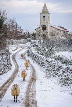 several sheep walking down a snowy road towards a church