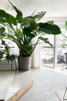 a houseplant in a pot on the floor next to a mirror