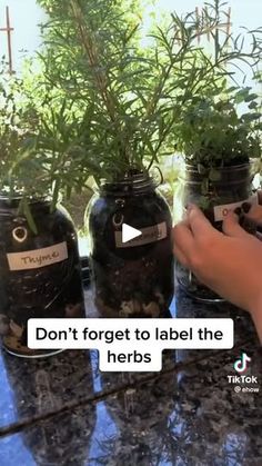 Palet Garden, Jar Herb Garden, Garden Farming, Vegetable Garden Diy, Amish Recipes, Herb Garden, Vegetable Garden, Diy Garden