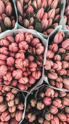 several bunches of pink tulips are stacked together