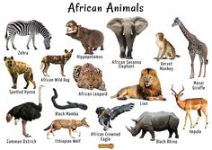 an image of african animals with names