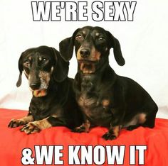 Funny Dachshund Quotes, Daschund Quote, Dachshund Sayings, Crusoe The Celebrity Dachshund, Dachshund Dog Memes