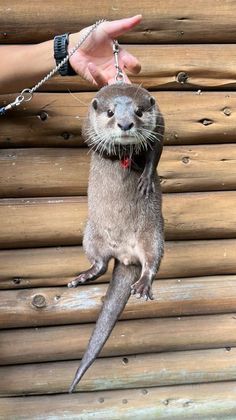 an animal that is being held up by a person's hand with chains on it