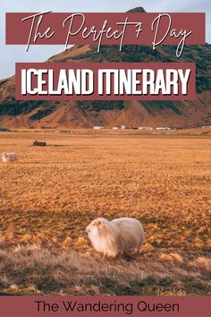 the perfect 7 day iceland itinerary with sheep in an open field and mountains behind