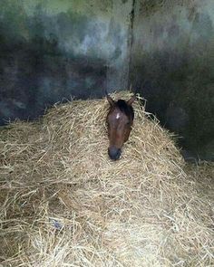 a horse standing in hay next to a wall