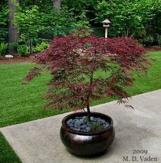 a small tree in a large pot on the sidewalk near some grass and trees with red leaves