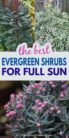 the best evergreen shrubs for full sun in your garden or yard are easy to grow