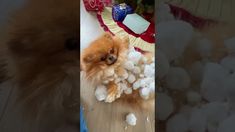 a dog is playing with cotton balls on the floor and it looks like he's having fun