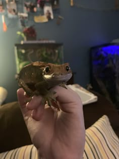 a small brown and white frog sitting on top of someone's hand in a living room