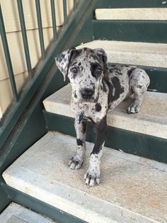 a black and white spotted dog standing on some steps next to a set of stairs