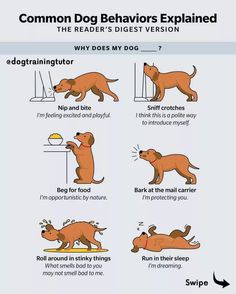 a poster with instructions on how to train a dog