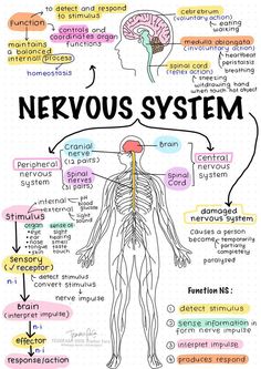 the nervous system with labels on it, labeled in english and german words that include nervous