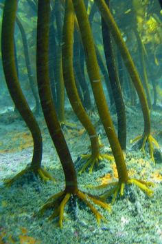 some very pretty looking plants in the water with yellow algae on it's bottom