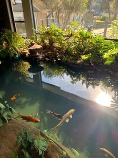 the fish are swimming in the pond by the house's window sill, while the sun shines through the windows