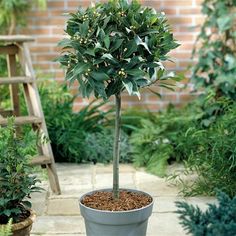 a small potted tree sitting in the middle of a garden