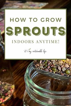 a jar full of sprouts with the title how to grow sprouts indoors anytime