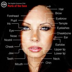 a woman's face with the words parts of the face in front of her