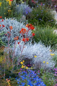 colorful flowers and plants in a garden area