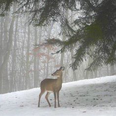 a deer is standing in the snow by some trees