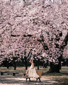 a woman is sitting on a bench under the blossoming trees