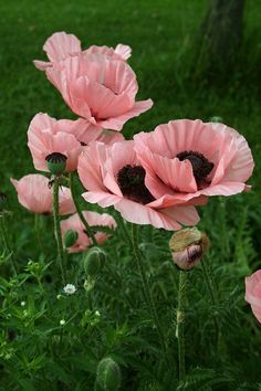 some pink flowers that are in the grass