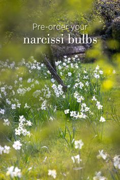 the words pre - order your narcissi bulbs are surrounded by wildflowers