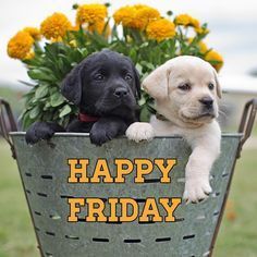 two puppies sitting in a flower pot with the words happy friday written on it